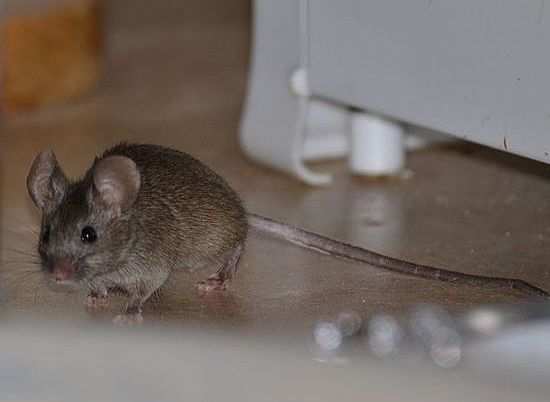 В Волгограде жителей Ворошиловского района из квартир вытесняют мыши